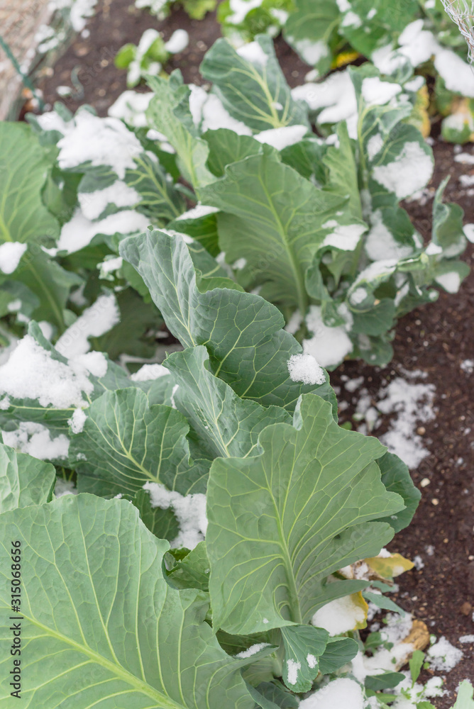 Healthy broccoli plant covered by snow in raised bed garden near Dallas, Texas Healthy broccoli plant covered by snow in raised bed garden near Dallas, Texas