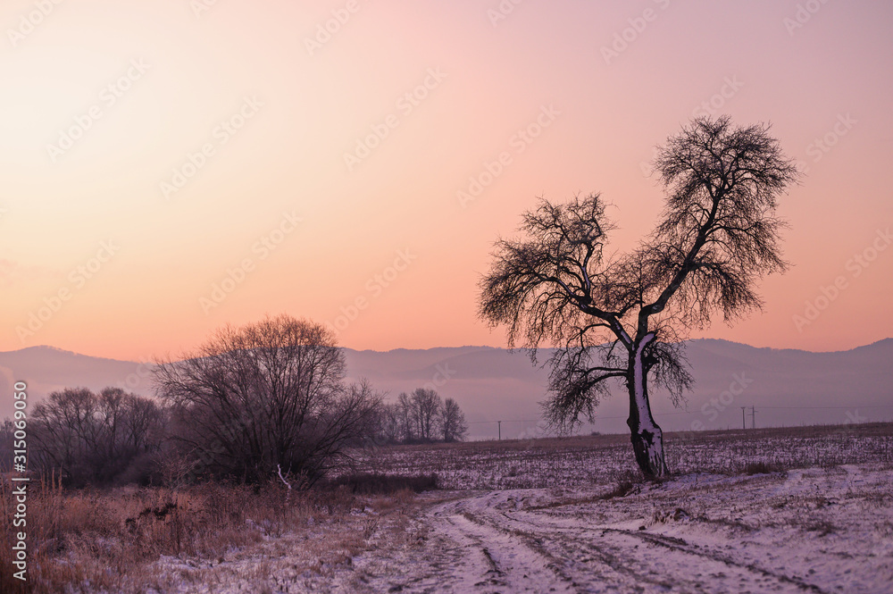 Alone tree in winter morning. Soft sunrise light in background Alone tree in winter morning. Soft sunrise light in background