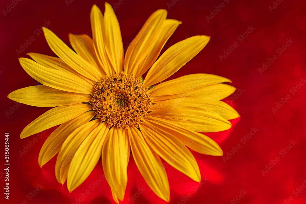 The bright yellow flower of a sunflower on a red background The bright yellow flower of a sunflower on a red background