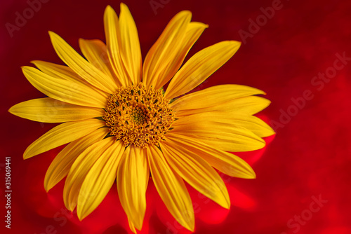 The bright yellow flower of a sunflower on a red background