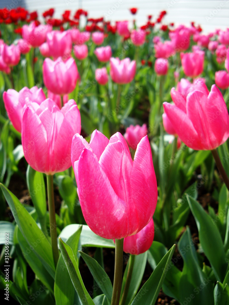 Field of pink tulips. Shine flowers in the garden.