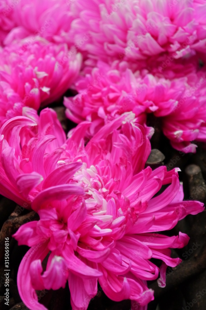 Close-up of pink chrysanthemum flower Close-up of pink chrysanthemum flower