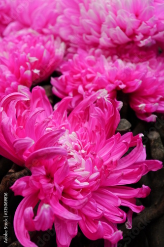 Close-up of pink chrysanthemum flower