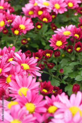 Bouquet of flowers. Pink chrysanthemum flowers field.