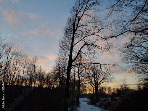 Beautiful colorful sunset over the snow covered forest with bare trees