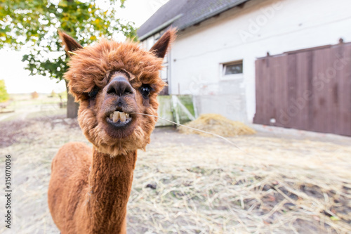 alpaca