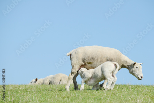 white Sheep suckling lamb on pasture © Carola Schubbel