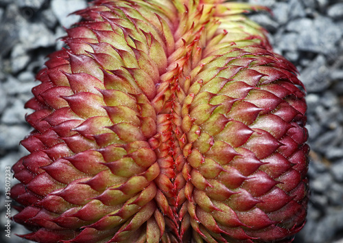 Sempervivum Cristat, Hauswurz Steingartenpflanze im Garten photo