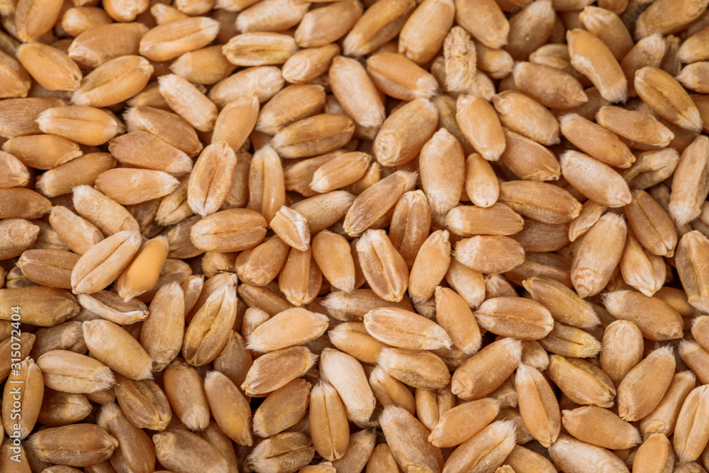 Wheat grains as agricultural background Wheat grains as agricultural background