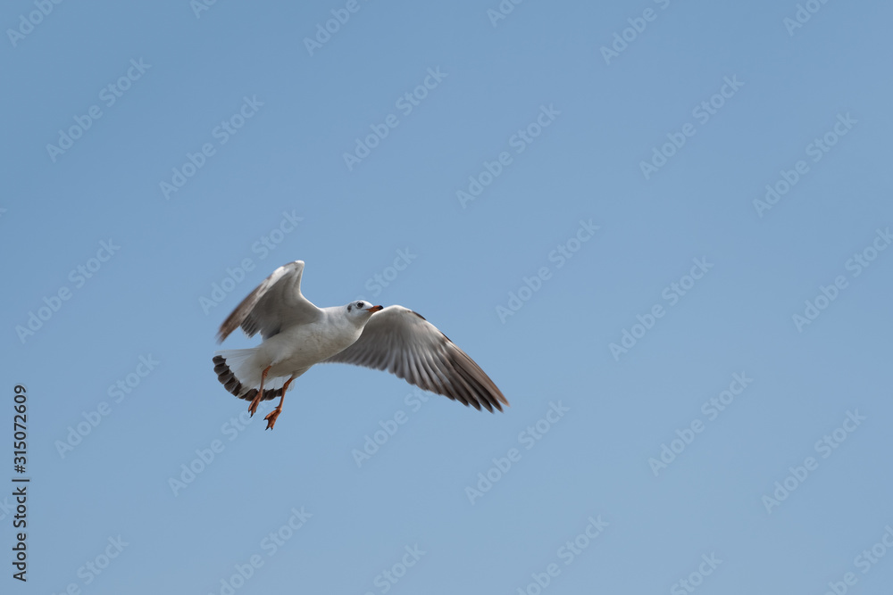 Fototapeta premium Seagull flying on the sea in Thailand