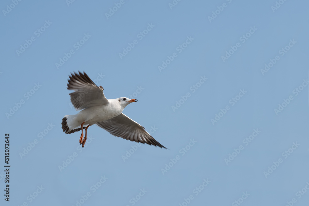 Obraz premium Seagull flying on the sea in Thailand