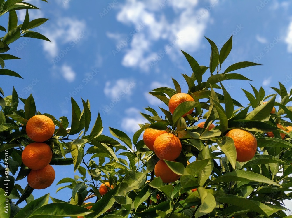 Low Angle Shot Of Oranges On A Tree With Blue Sky And Clouds