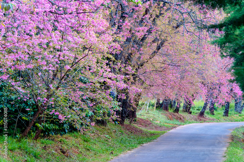 Cherry blossom tree in spring time on nature background. Shallow depth of field.