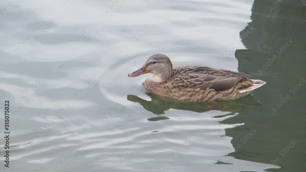 Cute female mallard duck swimming in pond, looking in camera and diving in water several times at once. Birdwatching. Autumn day. Cute female mallard duck swimming in pond, looking in camera and diving in water several times at once. Birdwatching. Autumn day.