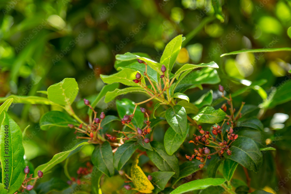 Laurustinus berries has been used lately in herbal medicine as a remedy for depression Laurustinus berries has been used lately in herbal medicine as a remedy for depression