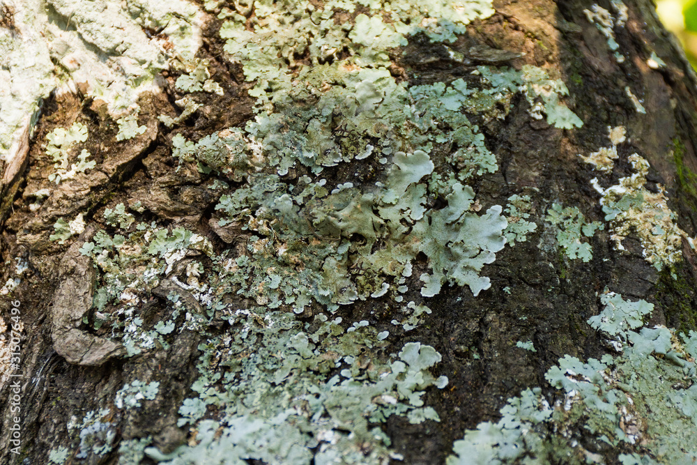 background or texture in natural wood trunk with fungus background or texture in natural wood trunk with fungus