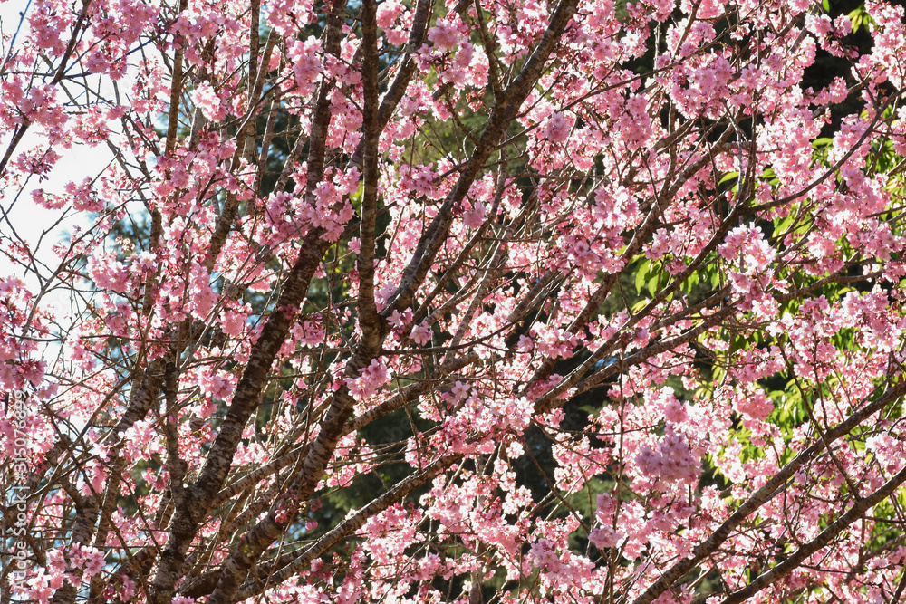 background or texture with blossoming cherry tree background or texture with blossoming cherry tree
