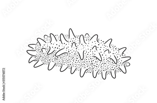 Sea cucumber logo. Isolated sea cucumber on white background. Trepang