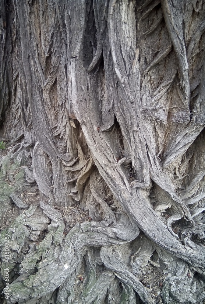 bark of the tree bark of the tree