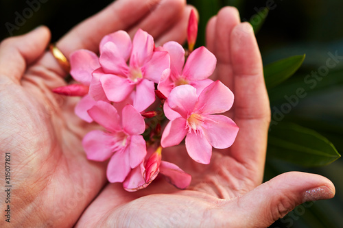 Fototapeta Naklejka Na Ścianę i Meble -  female hands with pink flower