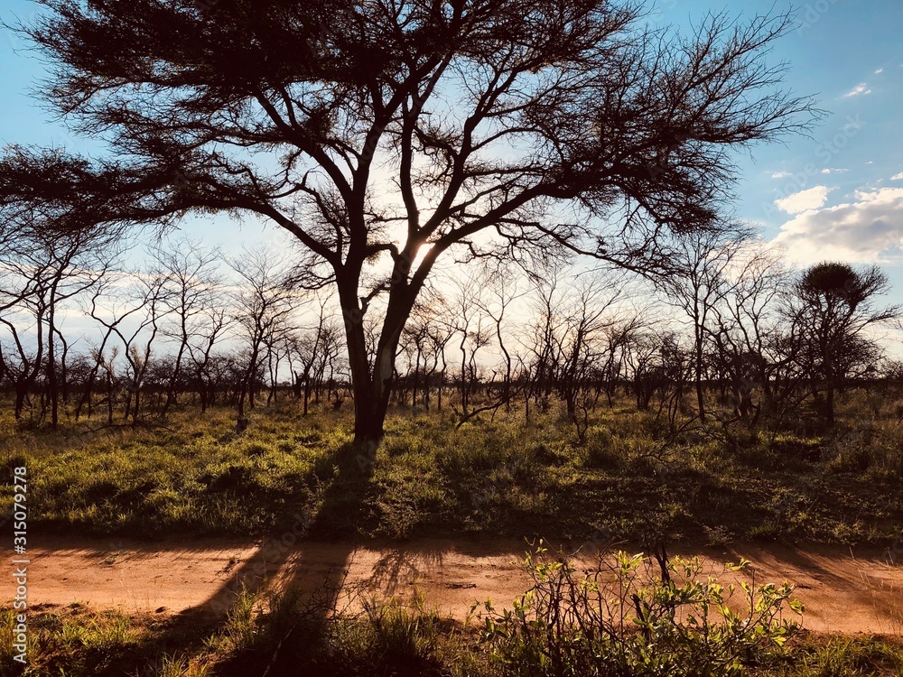 Fototapeta premium africa sunset