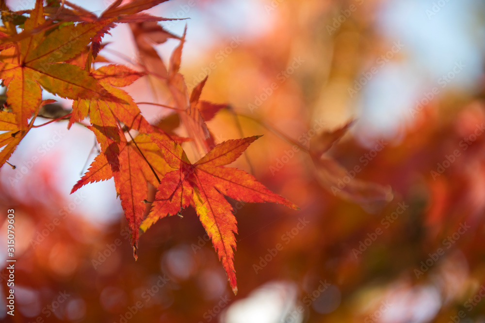 Maple leaves change the color to seasonal at November Maple leaves change the color to seasonal at November