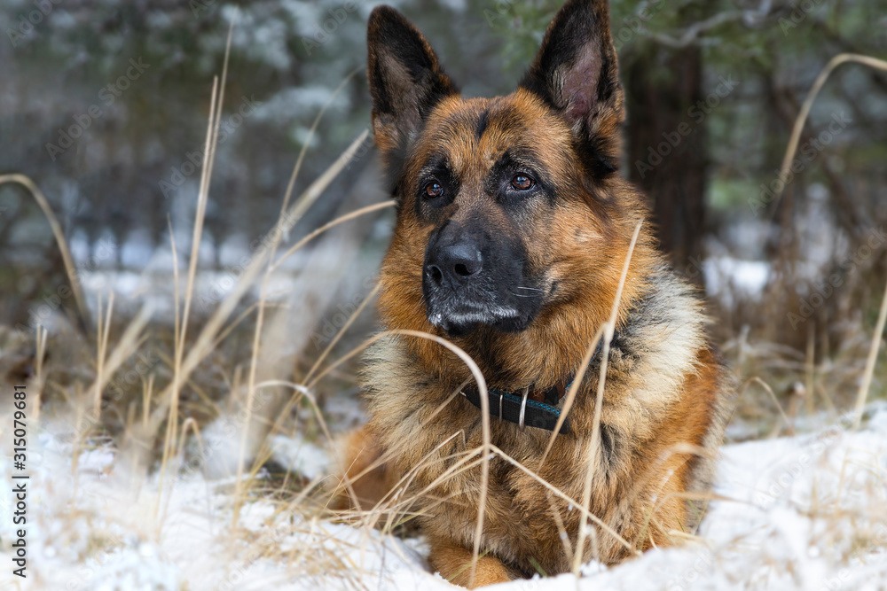 young german shepherd looks into the soul