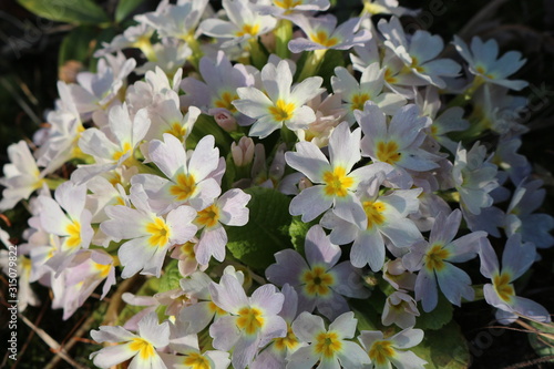 White-yellow primroses bloom in the spring garden