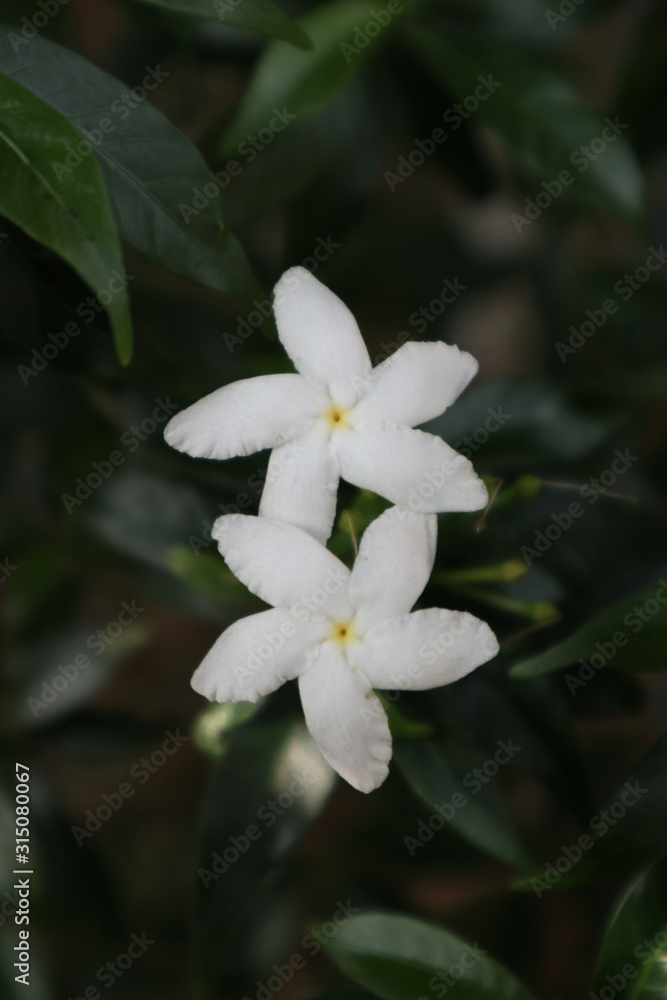 Jasmine flower in the garden close up Jasmine flower in the garden close up