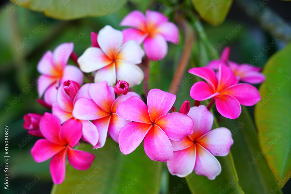 Fragrant blossoms of white and pink frangipani flowers, also called plumeria and melia Fragrant blossoms of white and pink frangipani flowers, also called plumeria and melia
