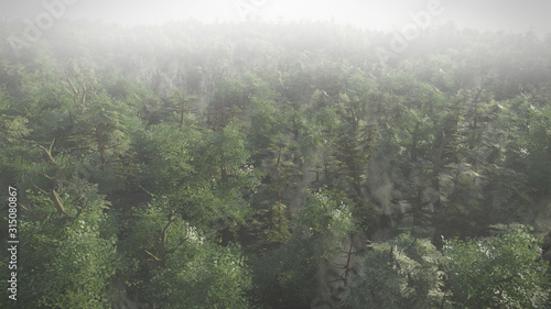 beautiful forest landscape at sunrise, foggy wilderness with green trees 