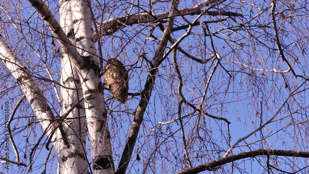 A long-eared owl (Asio otus) is a typical European nocturnal predator. In winter, during the daytime, they rest on trees in the settlements. And at night they fly away to hunt. A long-eared owl (Asio otus) is a typical European nocturnal predator. In winter, during the daytime, they rest on trees in the settlements. And at night they fly away to hunt.