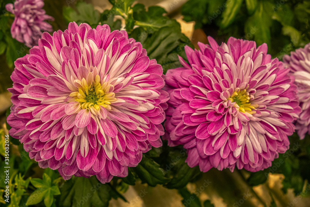 Fototapeta premium floral background of blooming chrysanthemums in a greenhouse