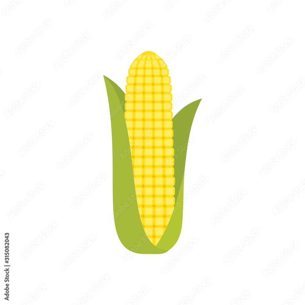 Vecteur Stock Corn cob in a green husk isolated on white background