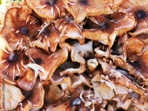 honey mushrooms in the garden