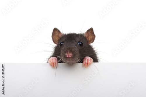 Funny rat isolated on white background.