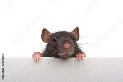Fotografia Funny rat isolated on white background.