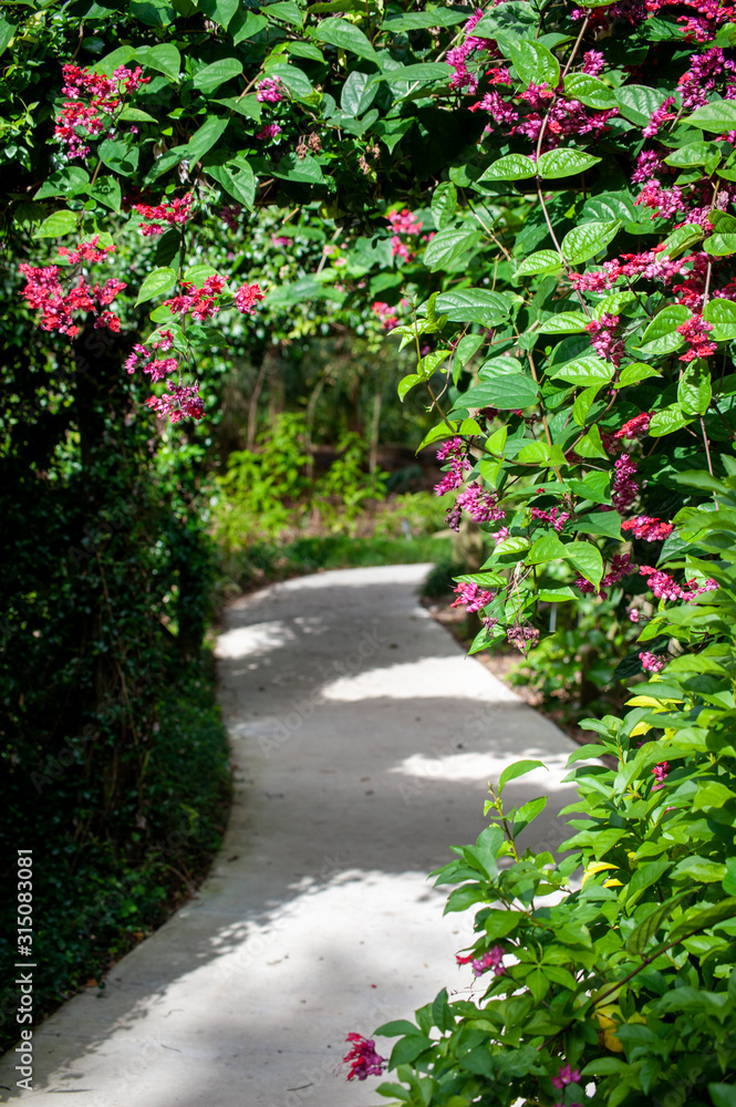 pink flowering vines over shaded garden path