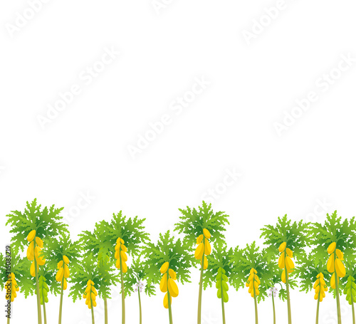 Papaya tree. Papaw plant harvest. Ripe large yellow papaya fruits on a tree. Carica vector. Place for text. Copy space.
