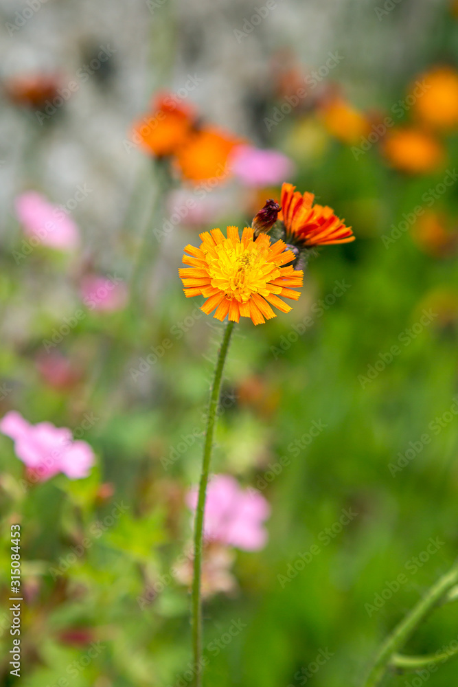 Wildflowers in the summer sunshine, with a shallow depth of field Wildflowers in the summer sunshine, with a shallow depth of field