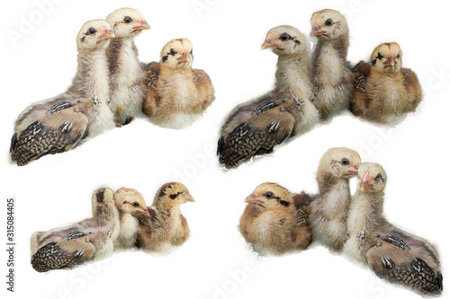 Group of chicks on isolated white background