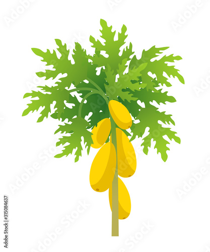 Papaya tree. Papaw plant harvest. Ripe large yellow papaya fruits on a tree. Carica vector.