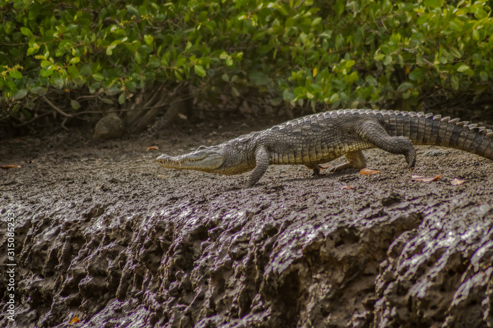 Crocodile walking along the Gambia river Crocodile walking along the Gambia river