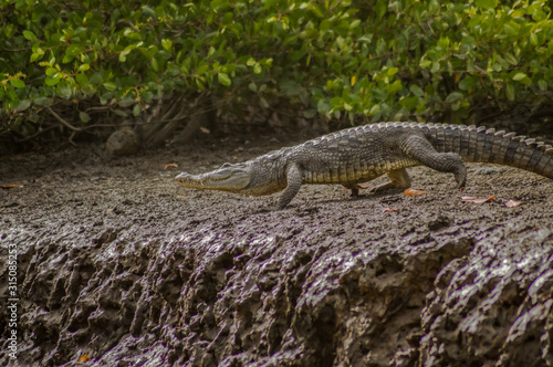 Crocodile walking along the Gambia river