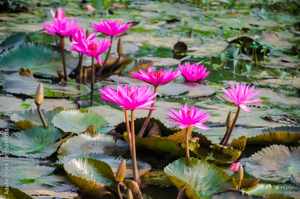 Water lilly fields in Kerala, India. Beautiful water plant fields. From the nature Water lilly fields in Kerala, India. Beautiful water plant fields. From the nature