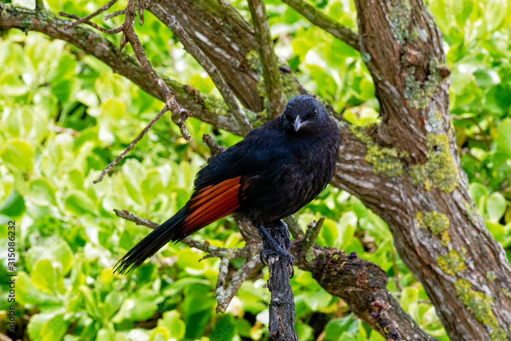 Close up of a South African Red Winged Starling Close up of a South African Red Winged Starling