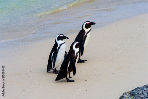 Three Cape Penguins walking up Boulders Beach, Cape town