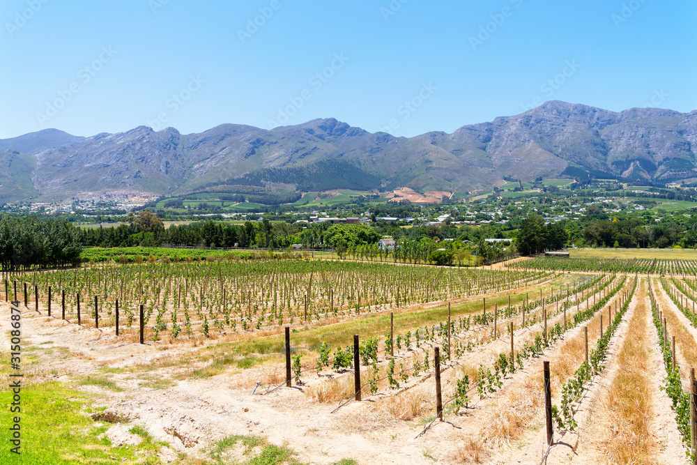 Rows of young grapevines growing on a vineyard near Franschhoek