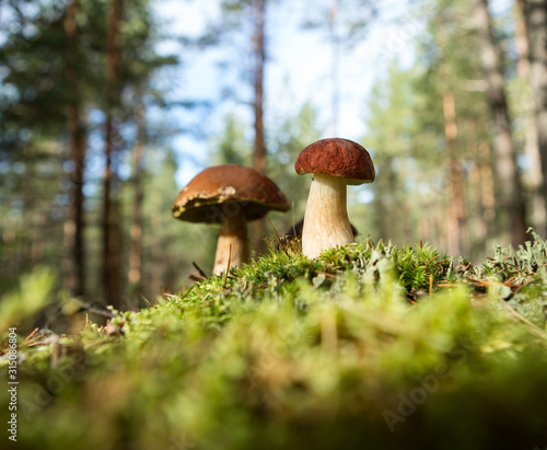 Edible beautiful mushrooms on the background of the forest.