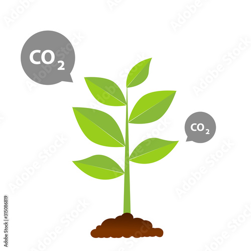 The tree that grows from seed is a big tree with green color and the seedlings grow into a big tree. Carbon dioxide illustrations